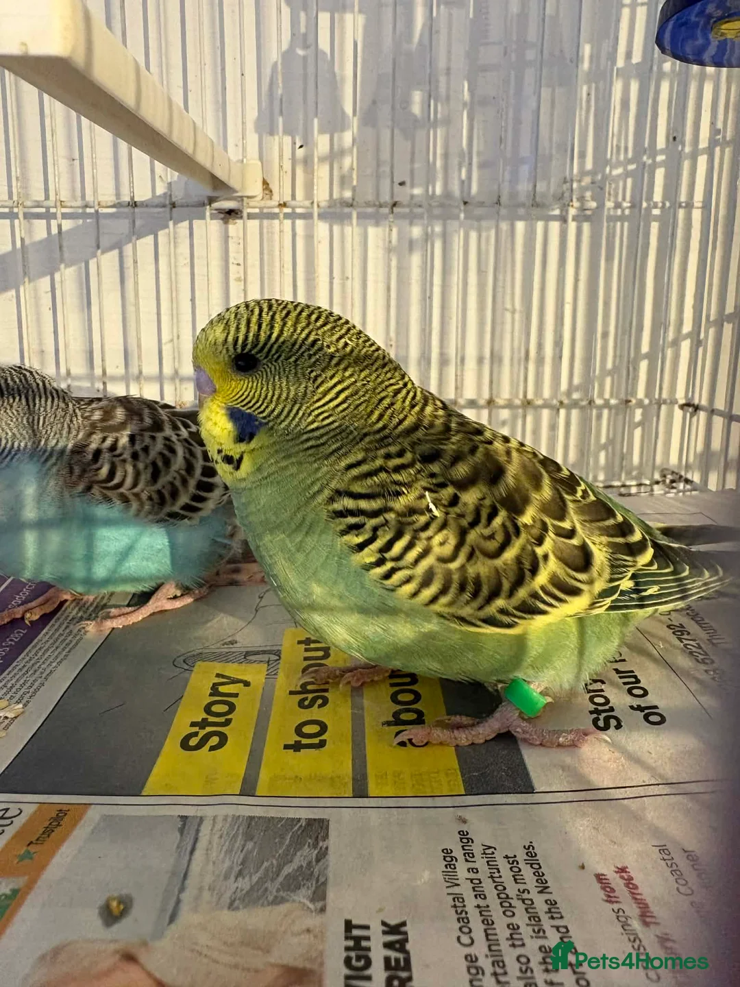 Budgerigars birds for sale: Baby budgies  - Advert 1