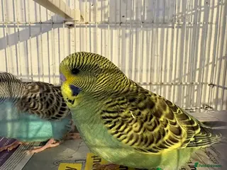 Budgerigars birds Baby budgies - Advert 1