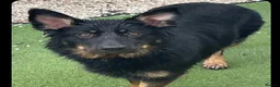 German Shepherd dogs for sale: Straight-Back German Shepherd Puppies  - Advert 21