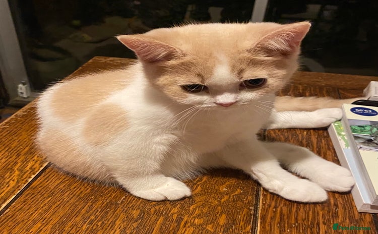 British Shorthair cats - Advert 11