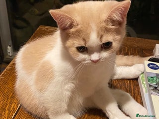 British Shorthair cats - Advert 34
