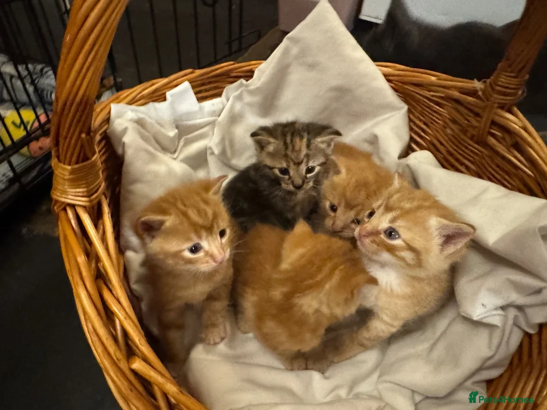 Mixed Breed cats for sale: Beautiful Family-Raised Kittens in Oswestry - Advert 1