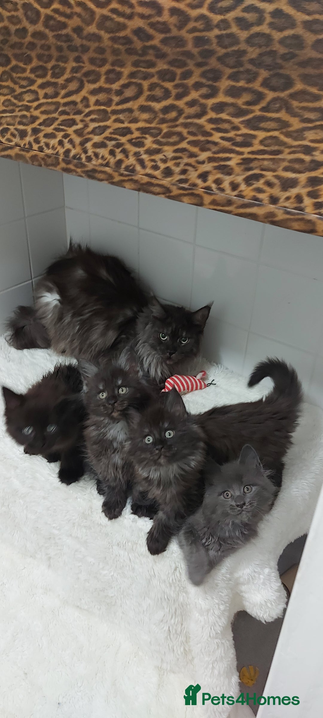 Maine Coon cats for sale: Beautiful big maine Coon babies  - Advert 6
