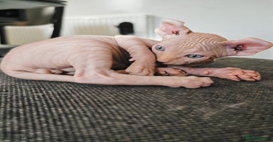 Sphynx cats Unique Elf, Sphynx & Dwelf Babies - Advert 11
