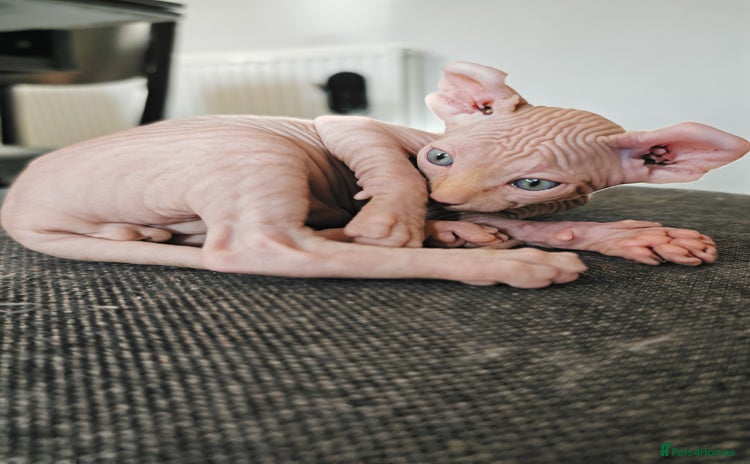 Sphynx cats Unique Elf, Sphynx & Dwelf Babies - Advert 4