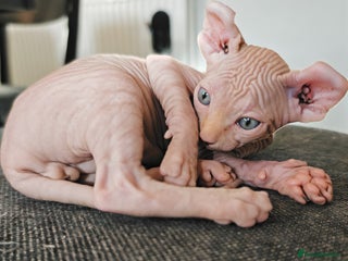 Sphynx cats Unique Elf, Sphynx & Dwelf Babies - Advert 4