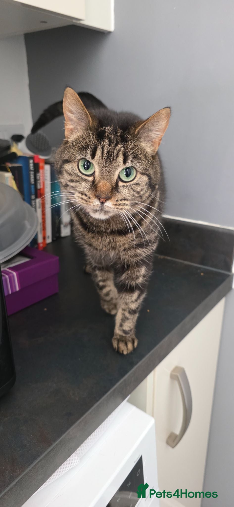 Mixed Breed cats Tiffany needs a new home - Advert 1
