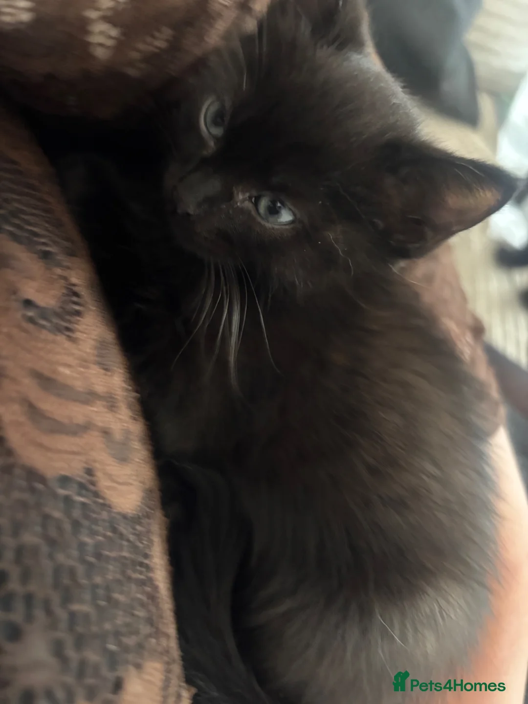 Ragdoll cats for sale: Half ragdoll kitten available (last one) - Advert 2