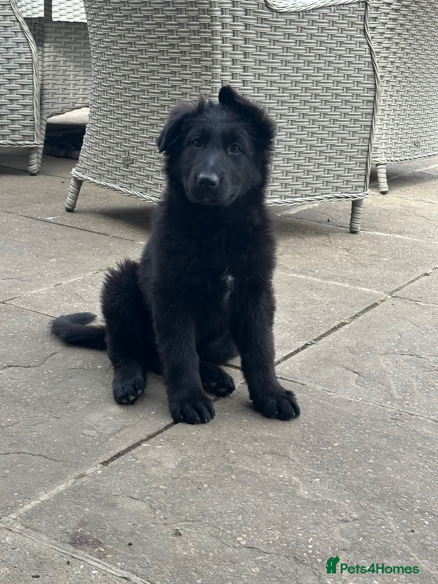 German Shepherd dogs TWO BEAUTIFUL GIRLS - Advert 1