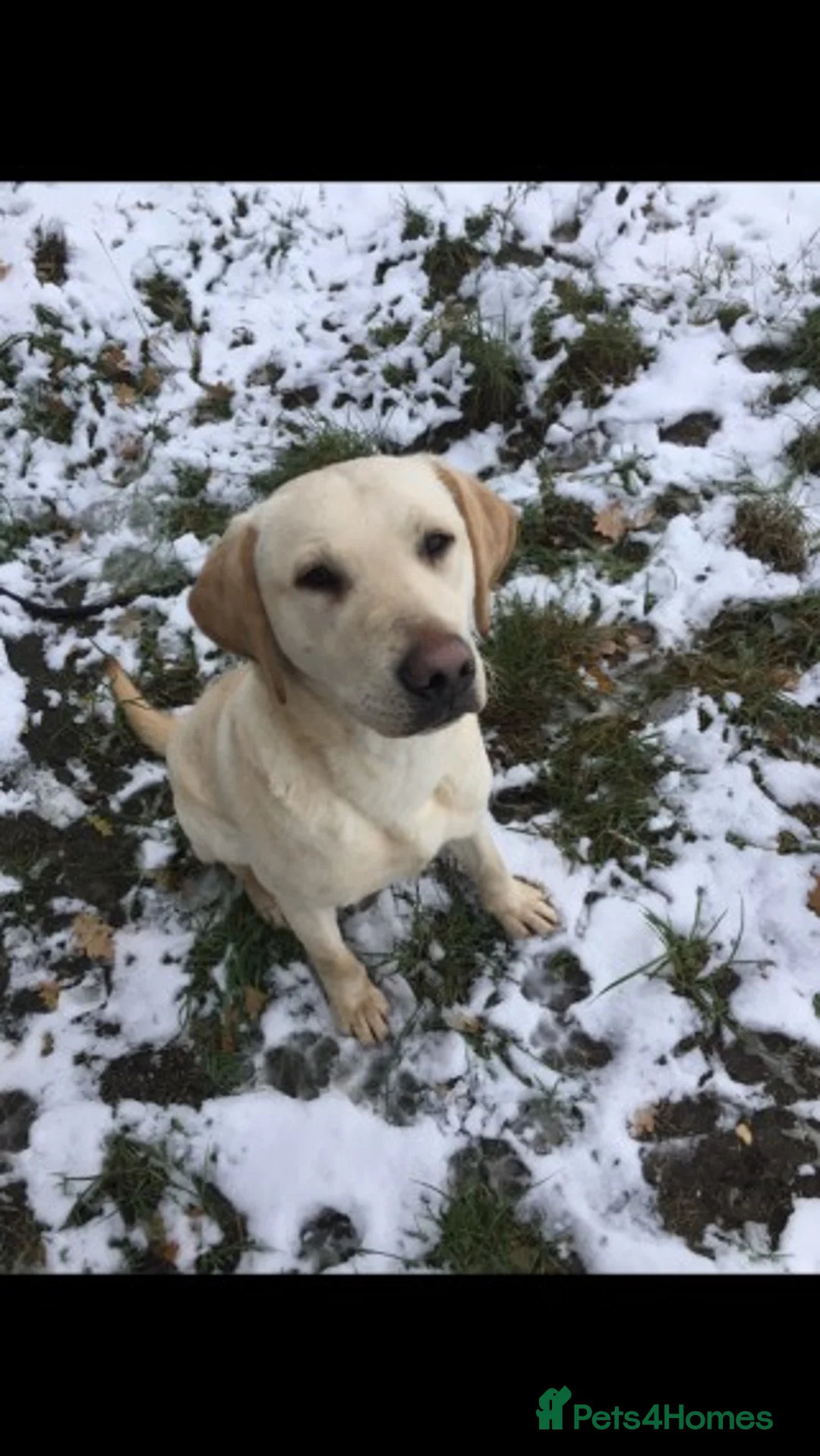 Labrador Retriever dogs for stud: At Stud - "Dirty Harry" in Chelmsford - Advert 6