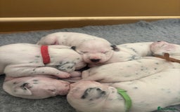 Dalmatian dogs for sale: 6 Beautiful Chunky Dalmatians born 27/5/25 in Stafford - Image 13