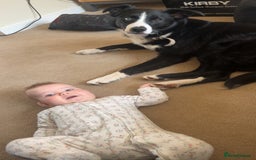 Border Collie dogs for sale: Koby the border collie  - Image 6
