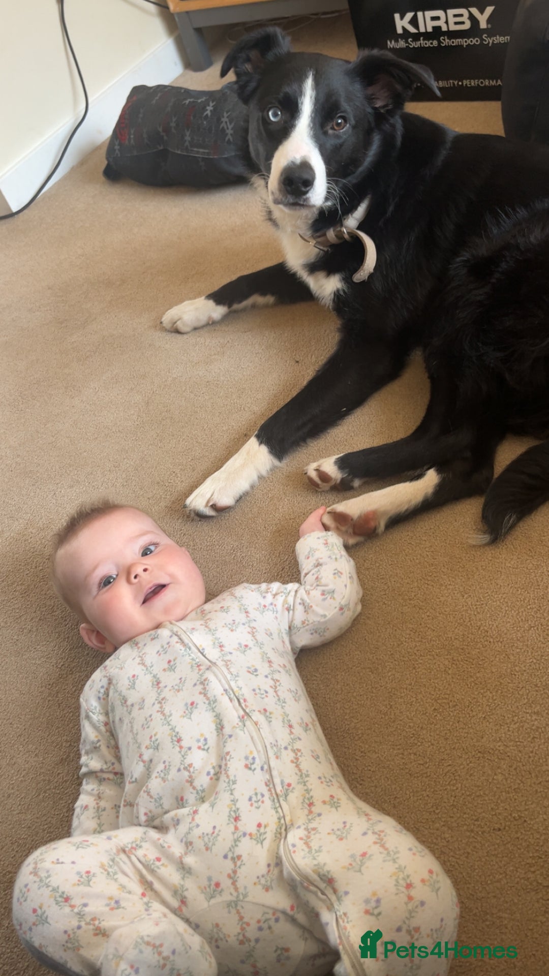 Border Collie dogs for sale: Koby the border collie  - Image 6