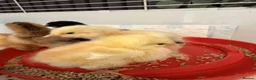 Chickens poultry for sale: 6 days old chicks ,brahma ,araucana ,bluebelle  - Advert 1