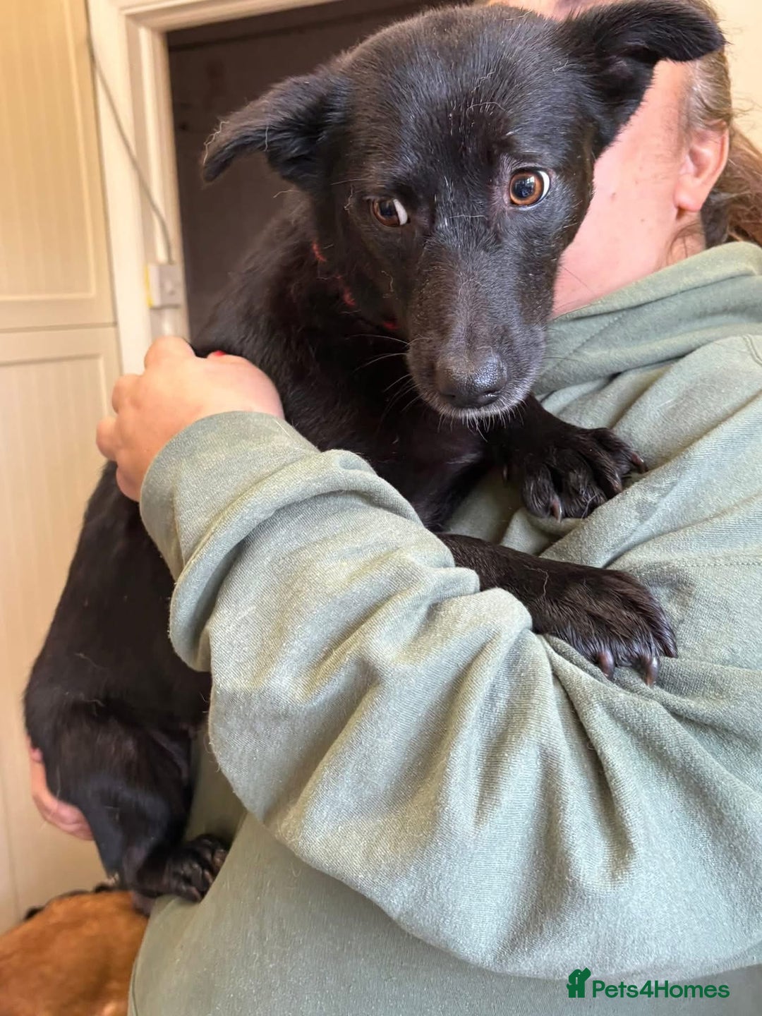 Mixed Breed dogs for adoption: Melody - Norwich Norfolk  - Advert 9