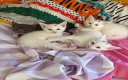 Siamese cats for sale: Two left reduced to find good homes !!!!  - Image 19
