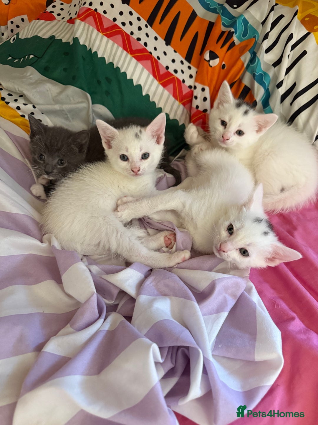 Siamese cats for sale: Two left reduced to find good homes !!!!  - Image 19