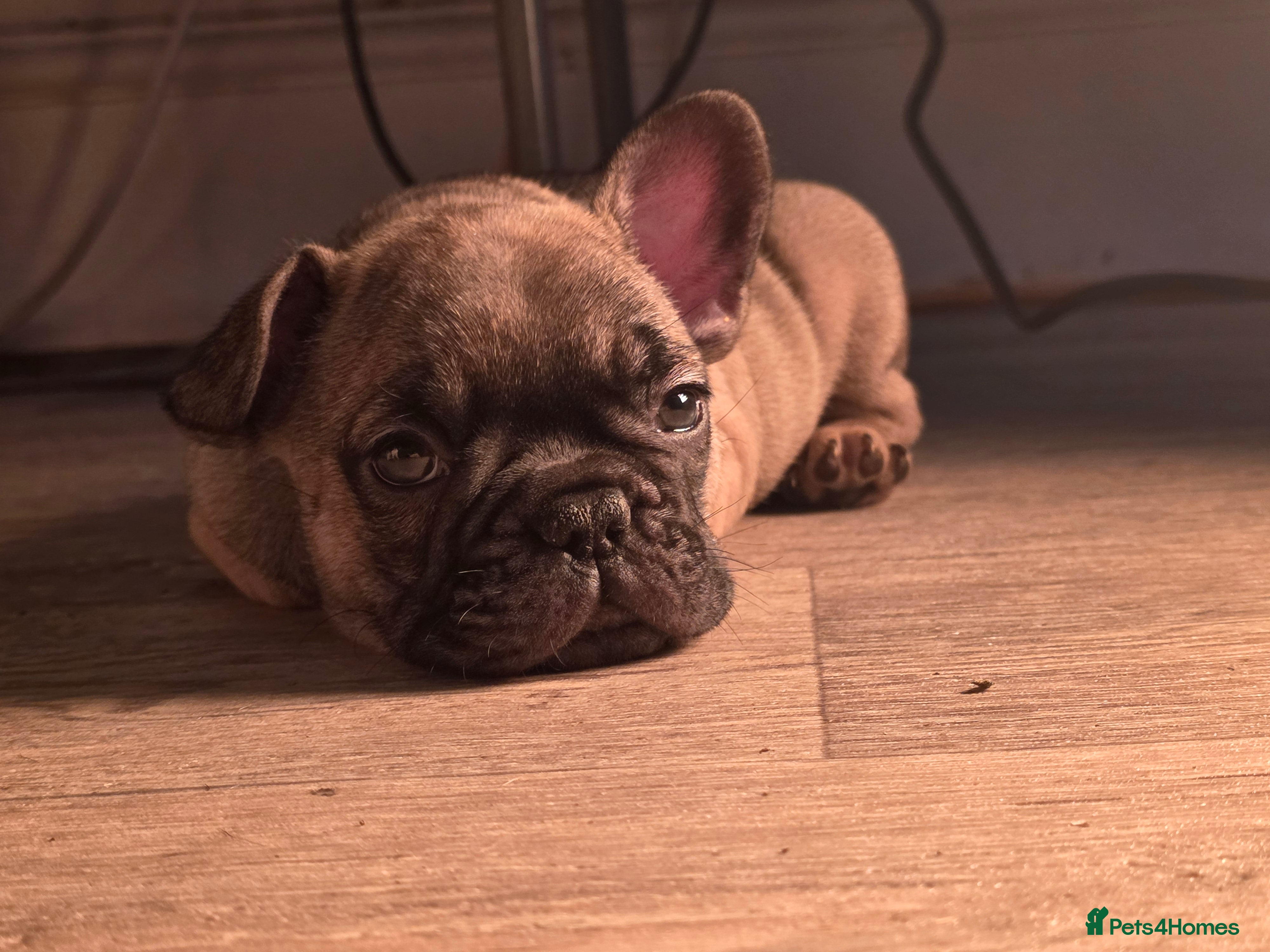 French Bulldog dogs Short compact true to type frenchbulldog  - Advert 4