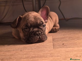 French Bulldog dogs Short compact true to type frenchbulldog - Advert 4