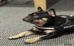 French Bulldog dogs for sale: 10 month old male Frenchbulldog  - Image 3