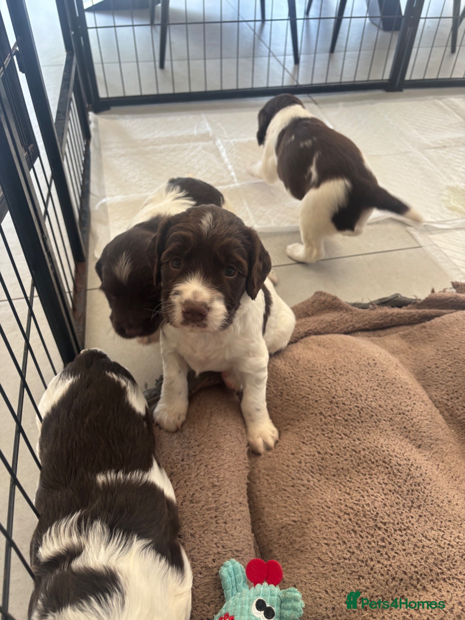 English Springer Spaniel dogs  KC registered, Springer spaniel puppies  - Advert 13