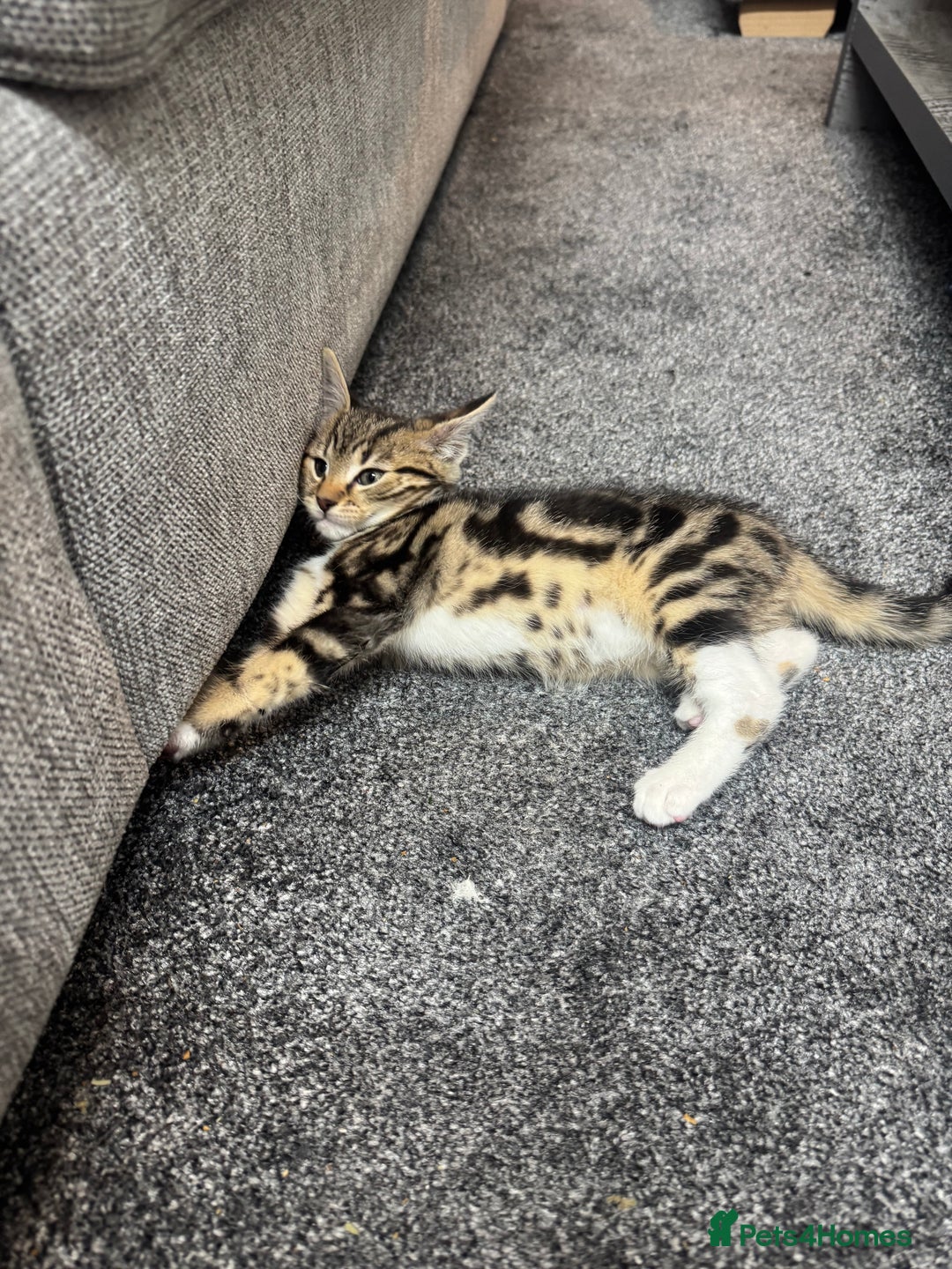 Mixed Breed cats for sale: Energetic & playful Tabby cat - Advert 8