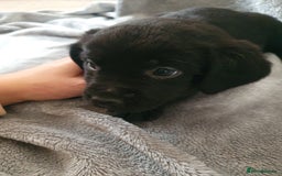 Mixed Breed dogs for sale: Beautiful mixed labrador rottweiler puppies  - Image 15