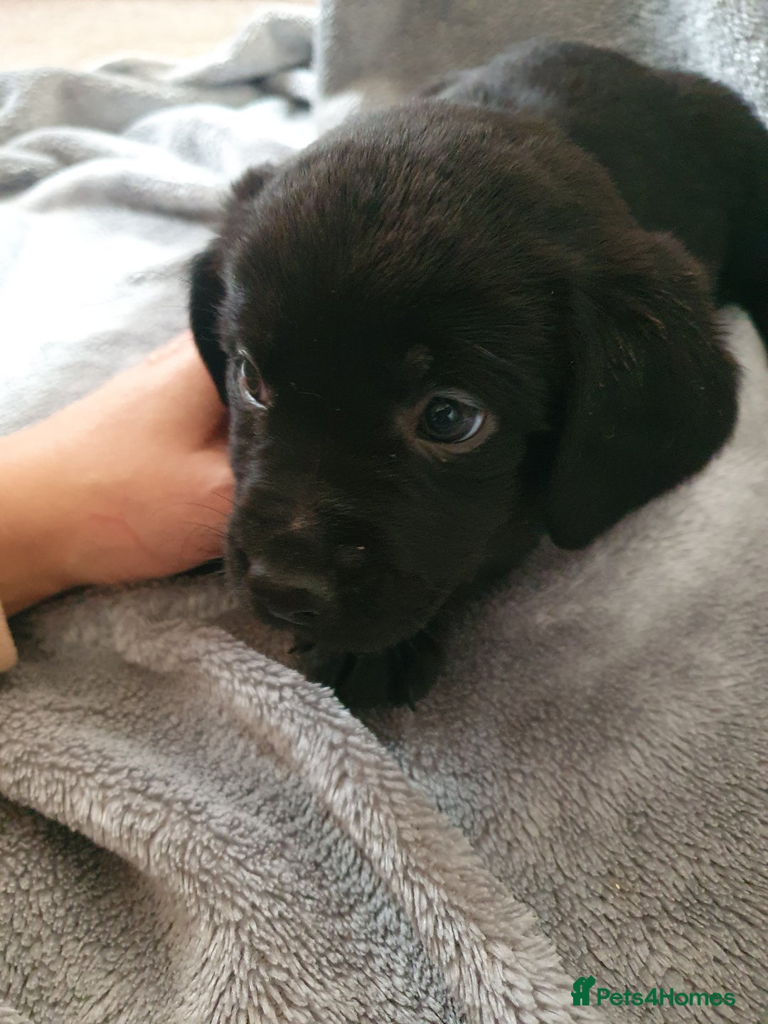 Mixed Breed dogs for sale: Beautiful mixed labrador rottweiler puppies  - Image 15