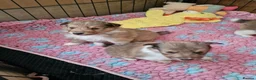 Shetland Sheepdog dogs for sale: Sable/White sheltie male puppies - Advert 5