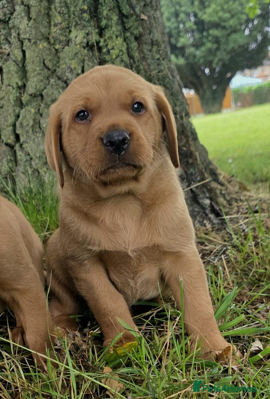 Labrador Retriever dogs for sale: Fox red labrador puppies - Image 23