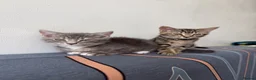 Mixed Breed cats for sale: Two Tabby Bengal Mix Female Kittens — READY NOW - Advert 11