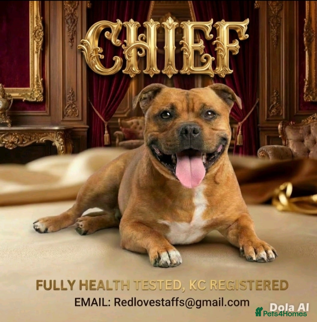 Staffordshire Bull Terrier dogs 🥨CHIEF CHAMPION SIRED.🥨 🏆  - Advert 17
