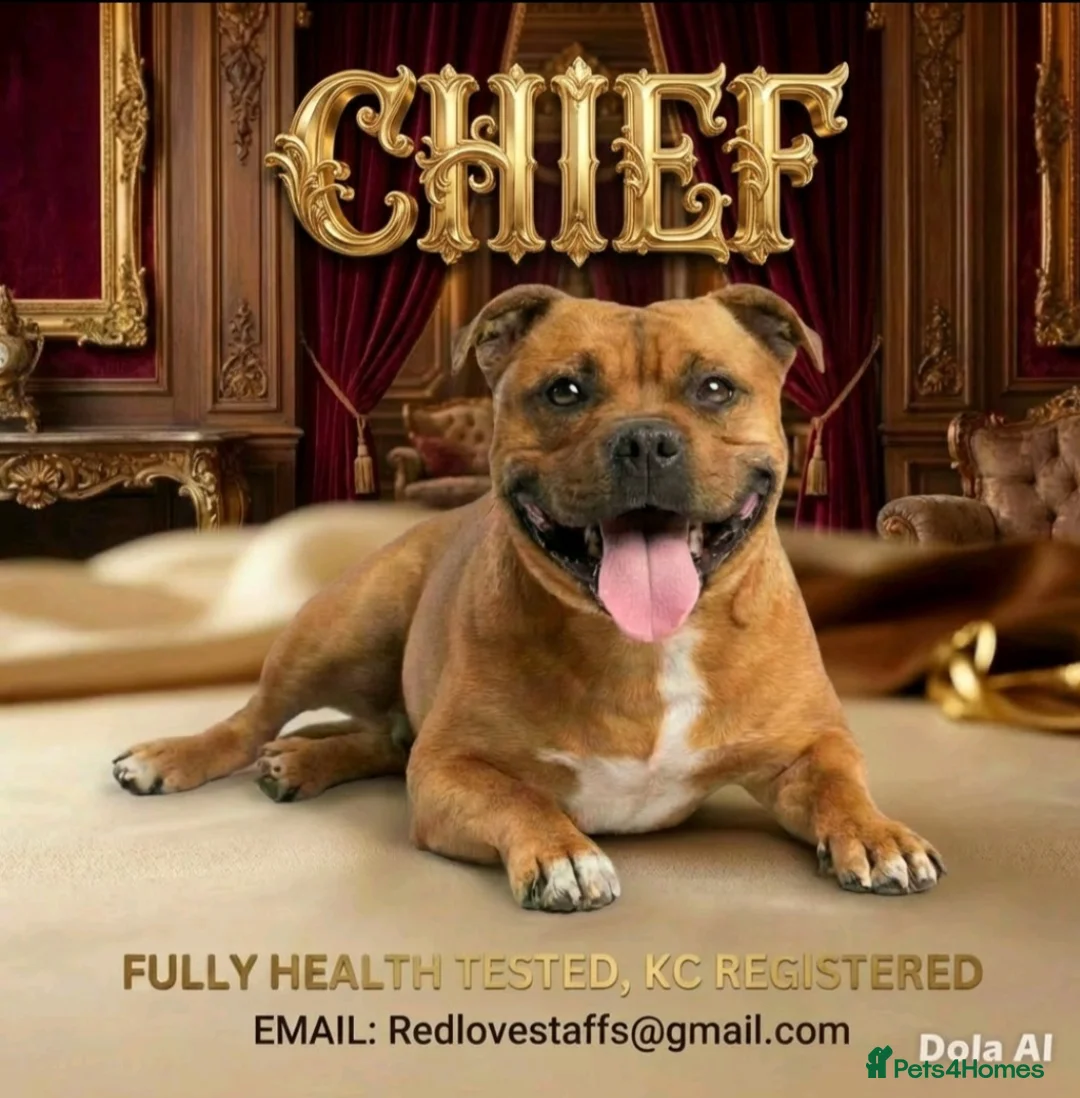 Staffordshire Bull Terrier dogs for stud: 🥨CHIEF CHAMPION SIRED.🥨 🏆  - Advert 1
