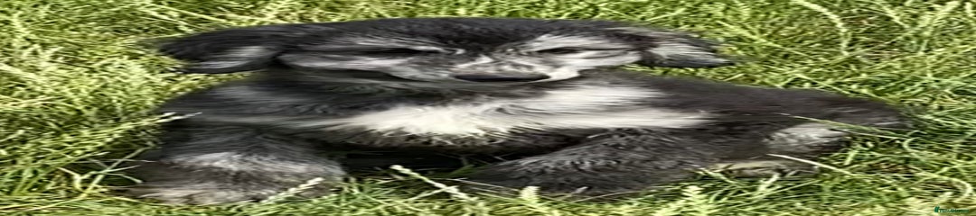 Afghan Hound Puppy 2