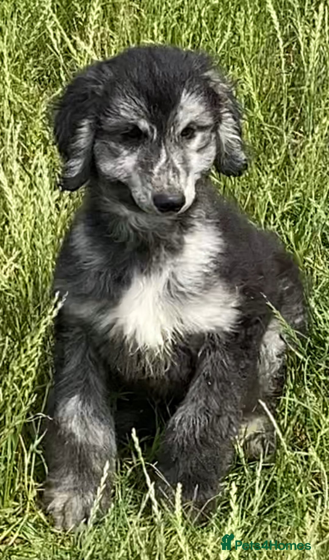 Afghan Hound dogs for sale: Three fabulous male Afghan hound puppies  - Image 4
