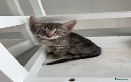 Bengal cats for sale: Beautiful boy remaining ready to go  - Image 20