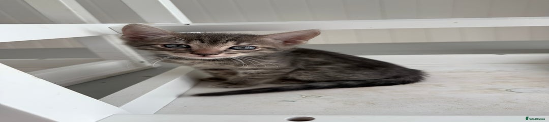 Bengal Kitten 6