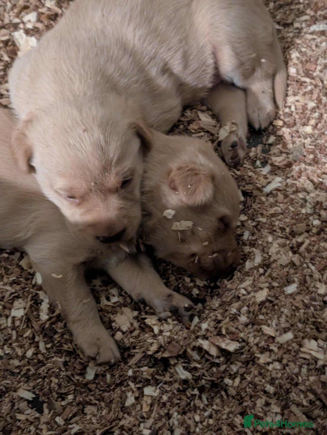 Labrador Retriever dogs for sale: Working Pedigree Yellow Lab pups champion lines - Advert 13