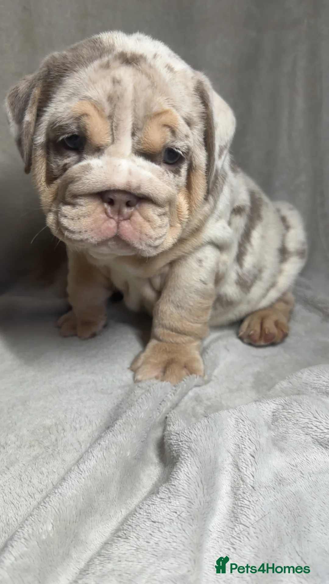 English Bulldog dogs for stud: Fully Suited Lilac & Tan  - Advert 13