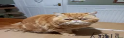Exotic cats for sale: PUMPKIN FOR SALE - Advert 2