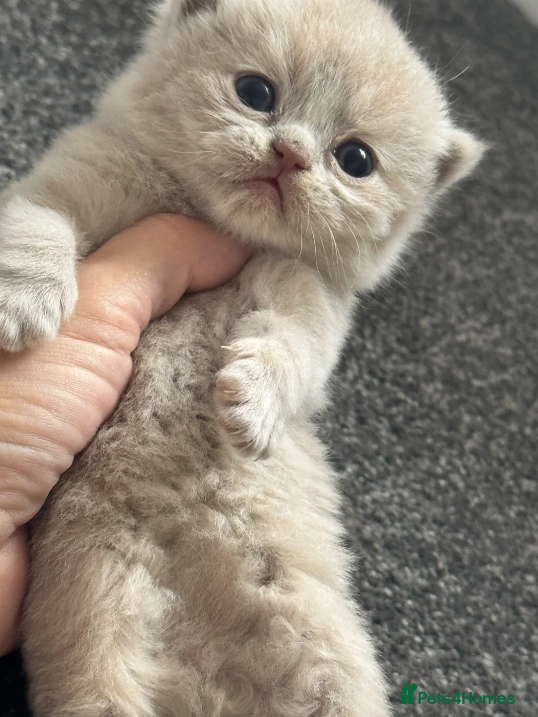 British Shorthair cats for sale: TICA SGC mum lilac tortie BSH female kitten  - Advert 11
