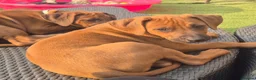 Rhodesian Ridgeback dogs for sale: 4x FEMALE RHODESIAN RIDGEBACK PUPS!! - Advert 10