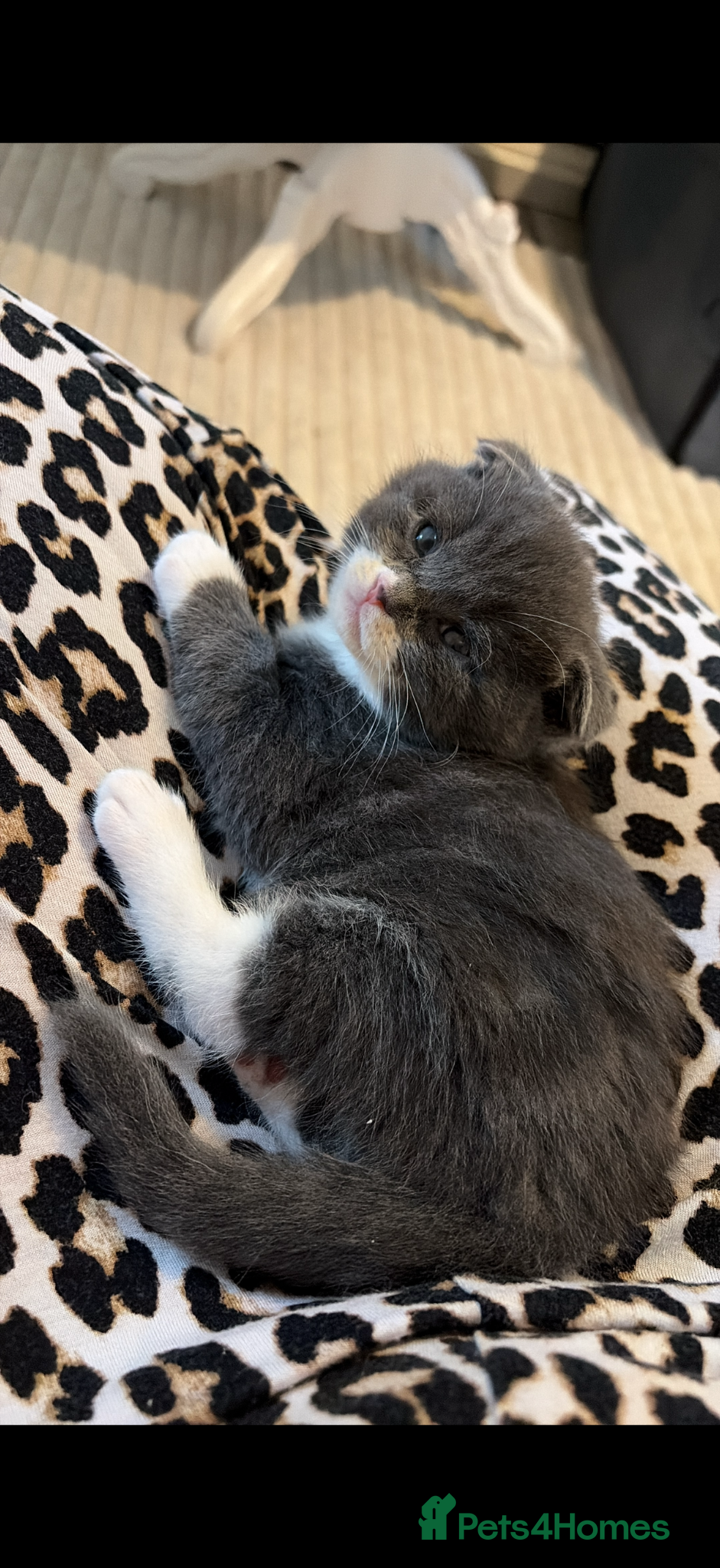Scottish Fold cats for sale: Scottish fold, Maine coon x in Newmarket - Advert 2