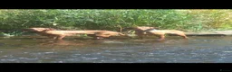 Hungarian Vizsla dogs for sale: Gunfield duel purpose - Exceptional Show & Working - Advert 25