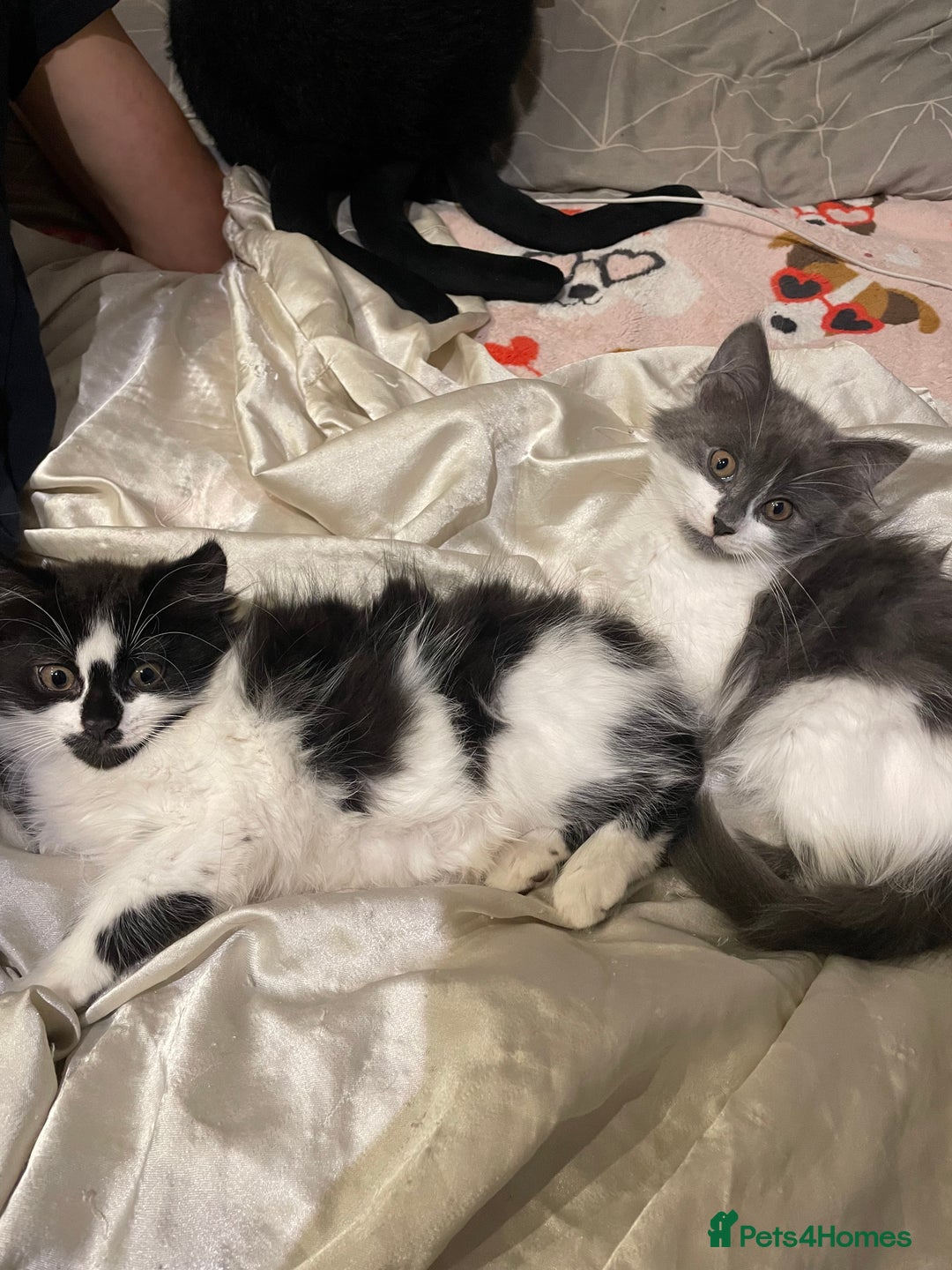 Mixed Breed cats for sale: 2 cat litter ( mixed breed) - Image 8
