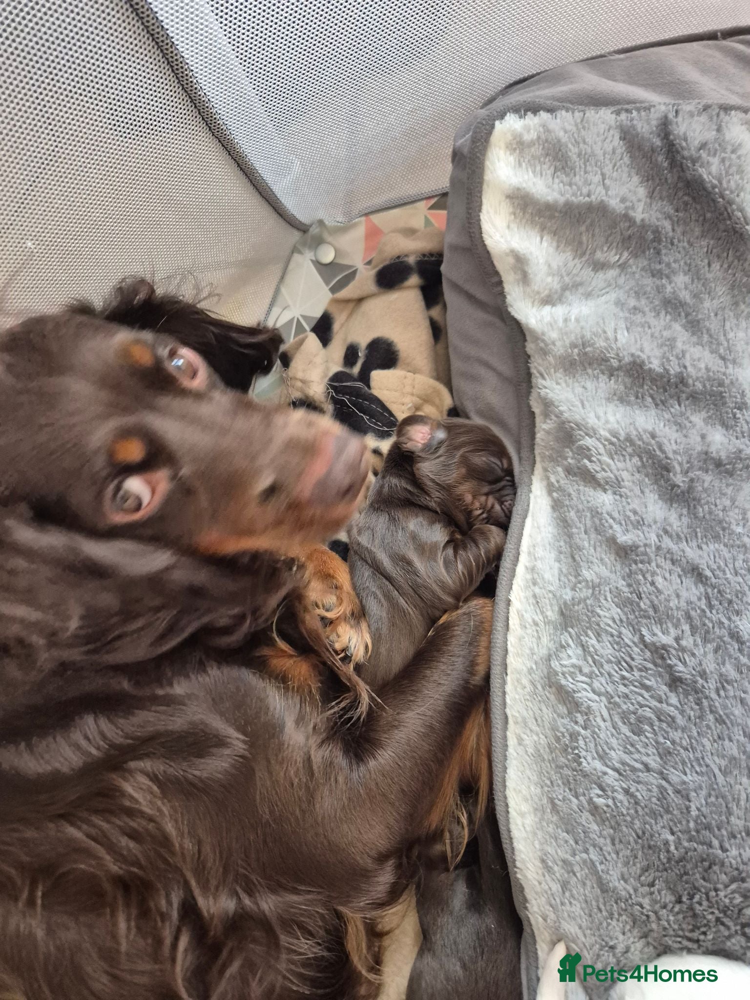 Sprocker dogs 1 sprocker girl for sale  - Advert 1