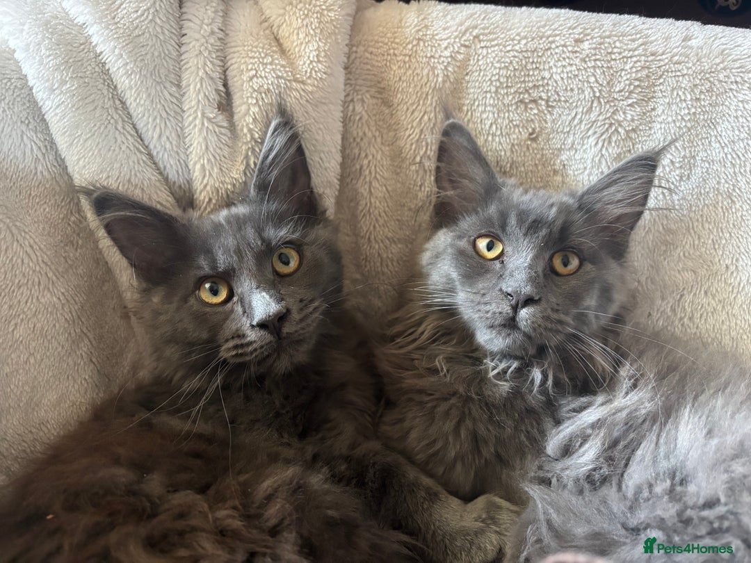 Maine Coon cats for sale: Blue Maine Coon kittens - Image 11