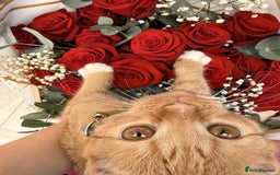 Mixed Breed cats for sale: Ginger cat/ 7 months old  - Image 6
