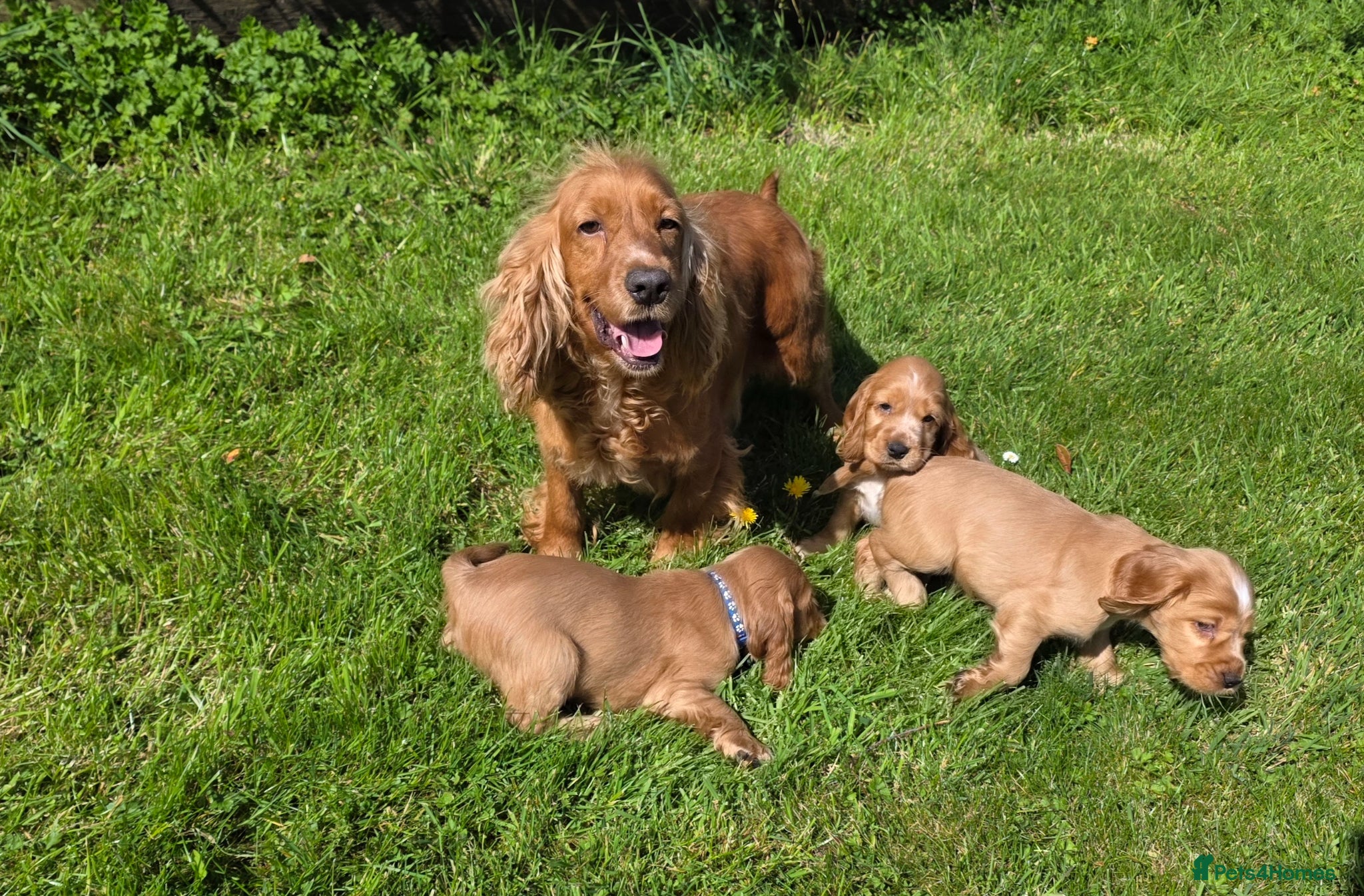 Cocker Spaniel dogs KC REGISTERED and DNA TESTED CLEAR  - Advert 2