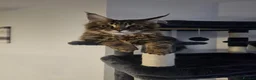 Maine Coon cats for sale: 6 MONTH MAINE COON TABBY BOY FOR SALE - Advert 6